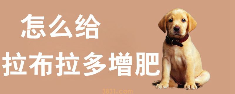 怎么给拉布拉多增肥(图1)