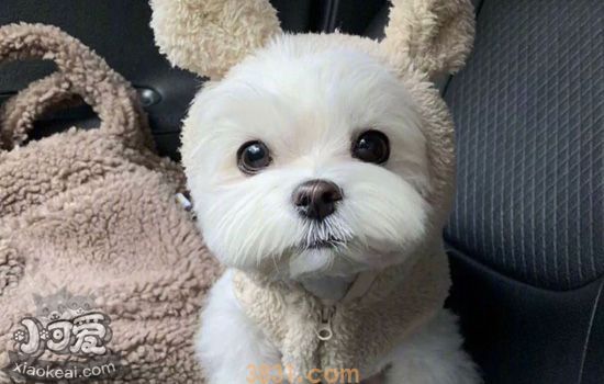 狗狗嘴巴发红是怎么回事 狗嘴巴周边变红正常吗(图1)