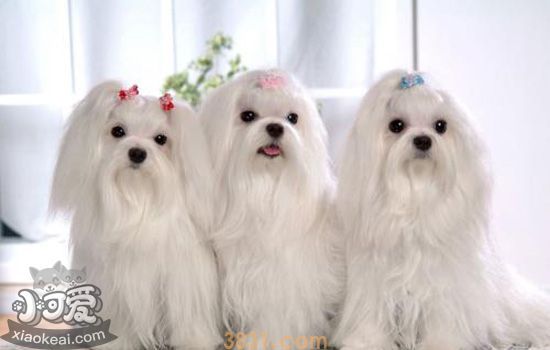 狗狗嘴巴发红是怎么回事 狗嘴巴周边变红正常吗(图2)