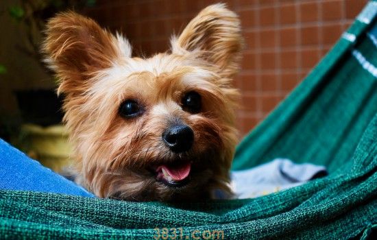 癞皮狗有什么良药可以治 这些注意事项主人知道吗?(图2)