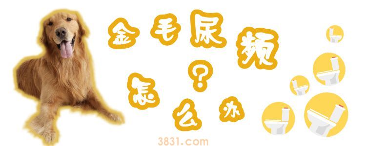 金毛尿频怎么办(图1)