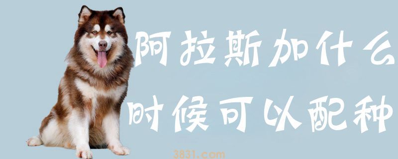 阿拉斯加什么时候可以配种(图1)