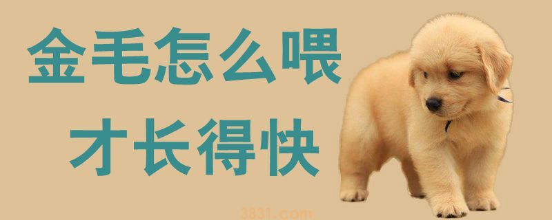 金毛怎么喂才长得快(图1)