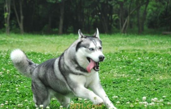 喂养哈士奇的注意事项 8个月哈士奇喂养与注意事项(图1)