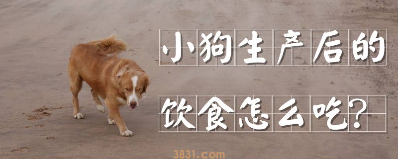 小狗生产后的饮食怎么吃(图1)