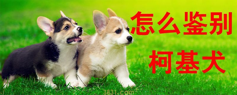 怎么鉴别柯基犬(图1)