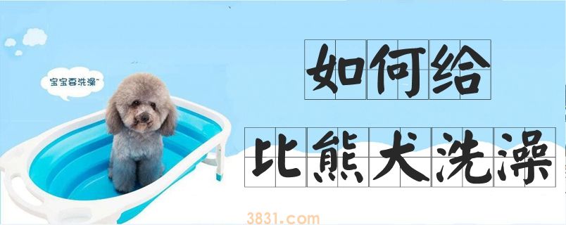 如何给比熊犬洗澡(图1)
