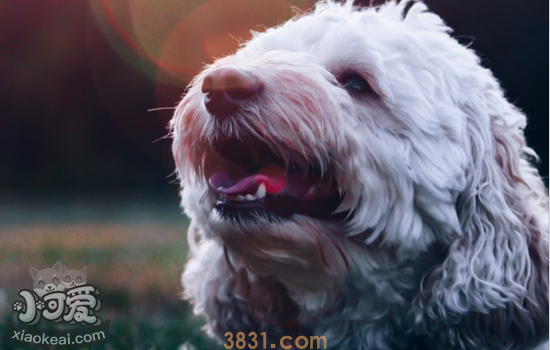 狗狗大量脱毛怎么办 快试试这几个方法(图1)