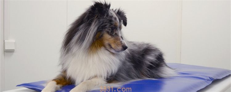 狗狗打疫苗品牌不一样没事吧 狗狗疫苗可以换品牌吗(图1)