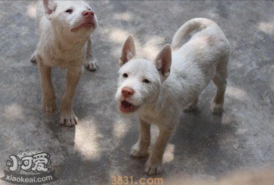 下司犬怀孕几个月生 下司犬怀孕后多久生产(图1)