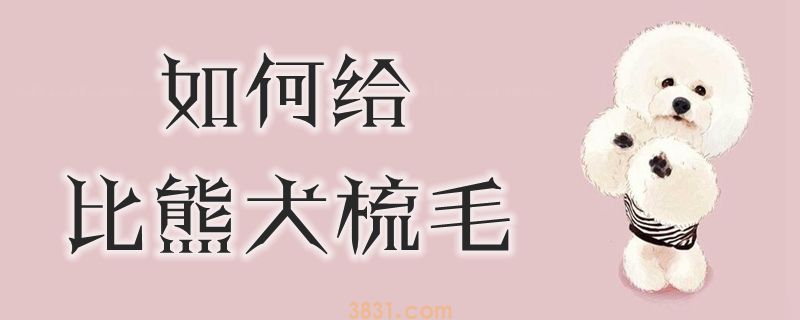 如何给比熊犬梳毛(图1)
