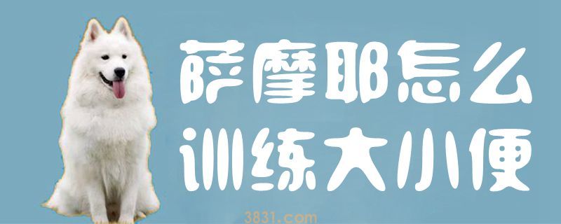 萨摩耶怎么训练大小便(图1)