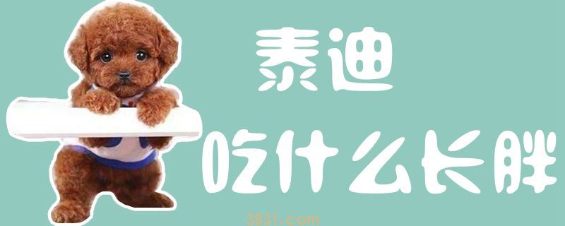泰迪吃什么长胖(图1)