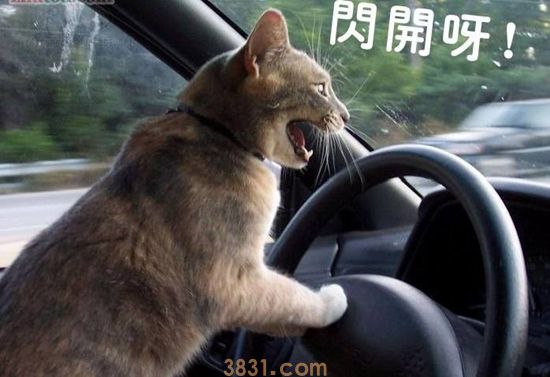 猫咪晕车怎么办 假期出行猫咪晕车解决办法(图1)