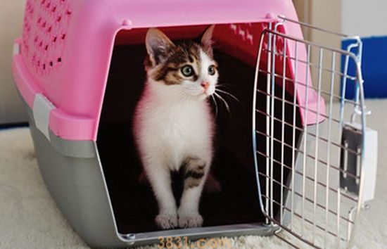 猫咪晕车怎么办 假期出行猫咪晕车解决办法(图2)