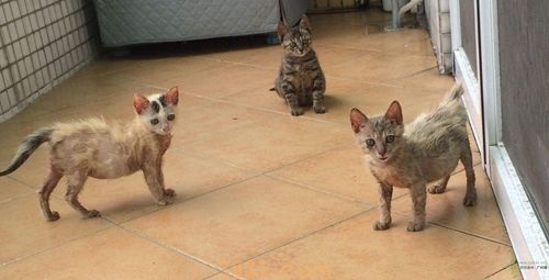 领养猫猫应做哪些准备 养猫前准备工作(图2)