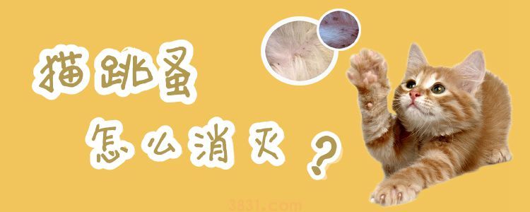 猫跳蚤怎么消灭(图1)