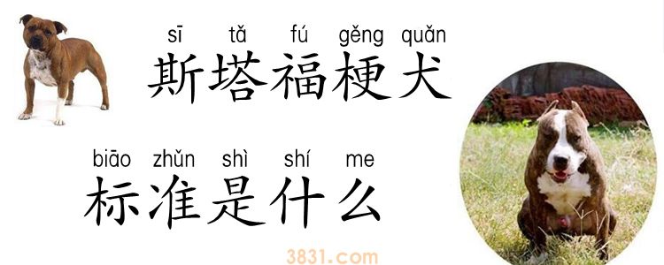 斯塔福梗犬标准是什么(图1)