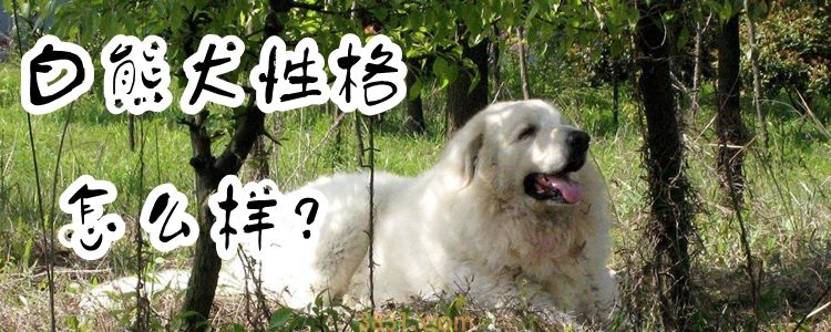 白熊犬性格怎么样(图1)