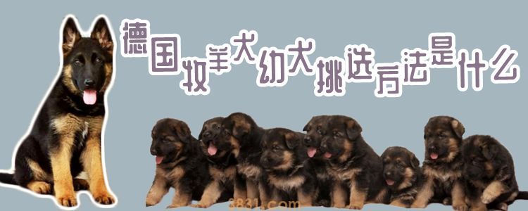 德国牧羊犬幼犬挑选方法是什么(图1)