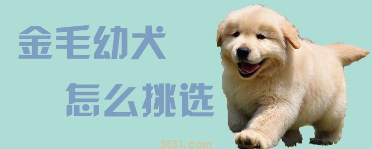 金毛幼犬怎么挑选(图1)