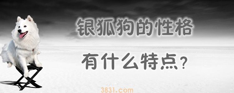 银狐狗的性格有什么特点(图1)