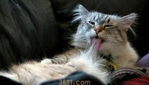 猫咪为什么会有毛球症 猫咪毛球症形成的原因(图2)