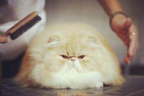 猫咪为什么会有毛球症 猫咪毛球症形成的原因(图1)