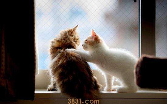 猫咪异味清洁剂有用吗 宠物猫异味清洁剂使用方法(图1)