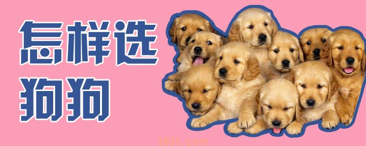 怎样选狗狗(图1)
