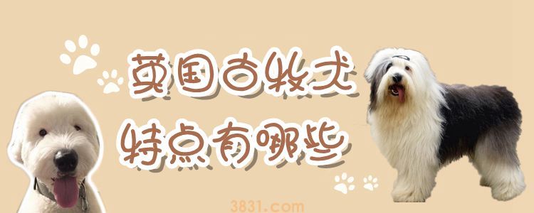 英国古牧犬特点有哪些(图1)