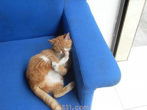 怎么确定猫咪是否怀孕 猫咪怀孕确认步骤(图1)