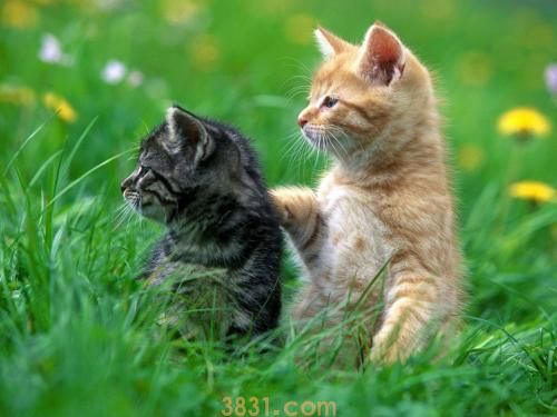 如何让猫咪不吃植物 猫咪吃植物怎么制止(图1)