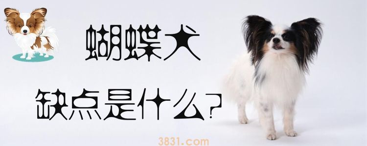 蝴蝶犬的缺点是什么(图1)