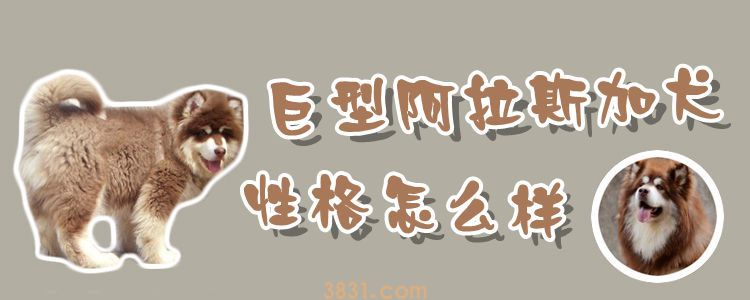 巨型阿拉斯加犬性格怎么样(图1)