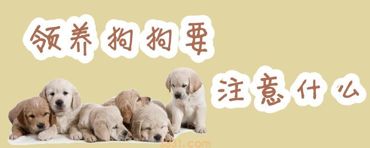 领养狗狗要注意什么(图1)