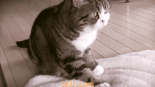 为什么猫咪会踩奶 猫咪踩奶背后的原因追寻(图2)