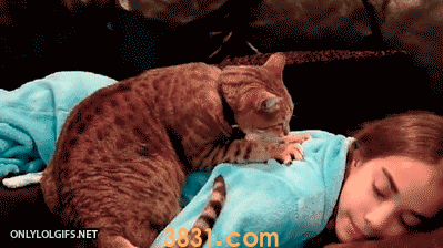 为什么猫咪会踩奶 猫咪踩奶背后的原因追寻(图5)