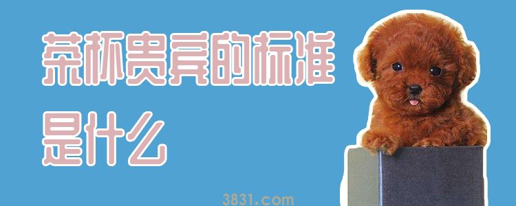 茶杯贵宾的标准是什么(图1)