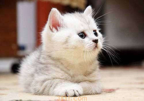 母猫需要绝育吗 猫咪绝育好处介绍(图1)