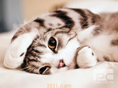 猫咪多少度算发烧 猫咪发烧处理方法(图1)