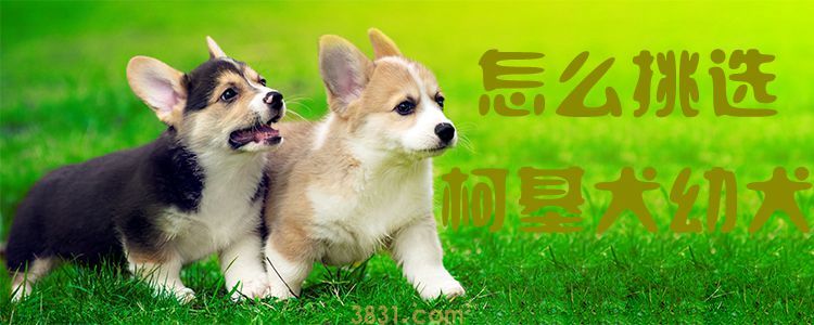 怎么挑选柯基犬幼犬(图1)