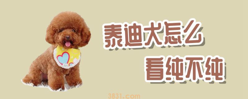 泰迪犬怎么看纯不纯(图1)