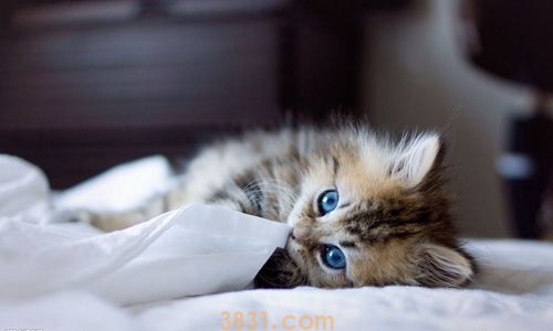 猫咪假孕是怎么回事 猫咪假孕症状(图1)