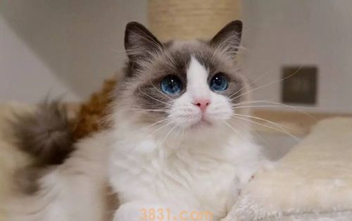 布偶猫怎么打理毛 布偶猫毛发打理(图1)