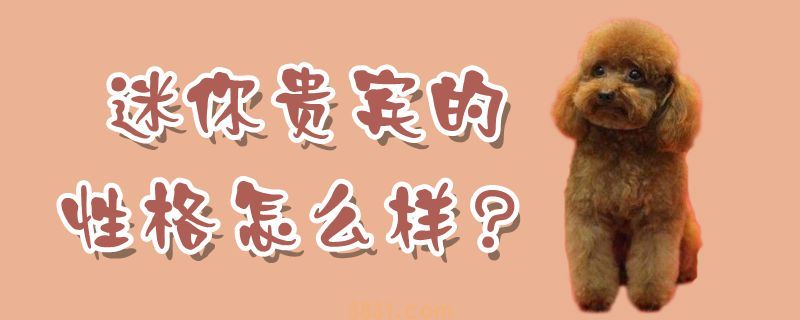 迷你贵宾的性格怎么样(图1)