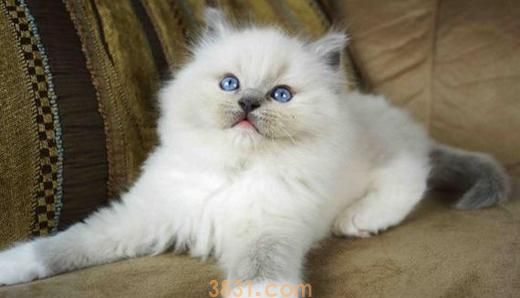 布偶猫怎么清洁毛 布偶猫毛发清洁步骤(图1)