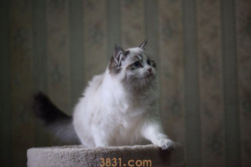 布偶猫怎么看品相 布偶猫品相纯种挑选技巧(图1)