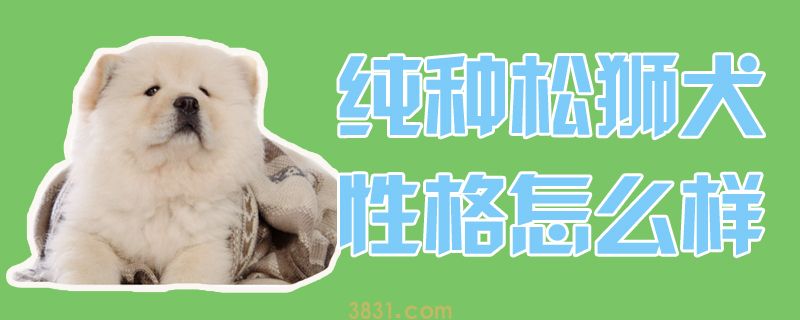纯种松狮犬性格怎么样(图1)