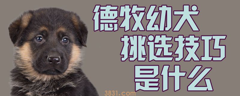 德牧幼犬挑选技巧是什么(图1)